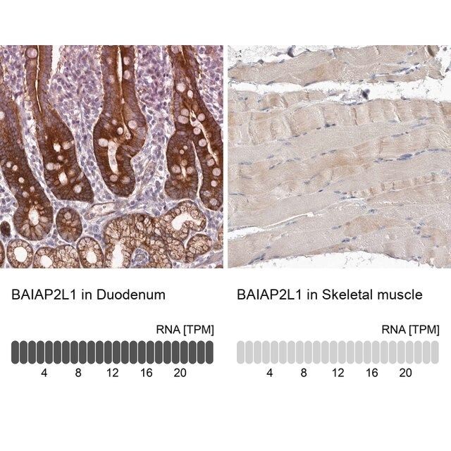 Anti-BAIAP2L1 antibody produced in rabbit