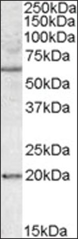 Anti-BAG4 antibody produced in goat