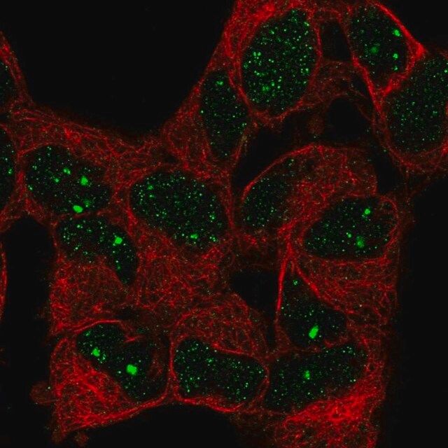 Anti-BAZ1B antibody produced in rabbit