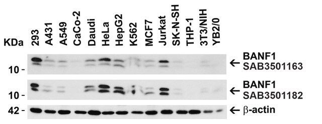 Anti-BANF1 antibody produced in rabbit