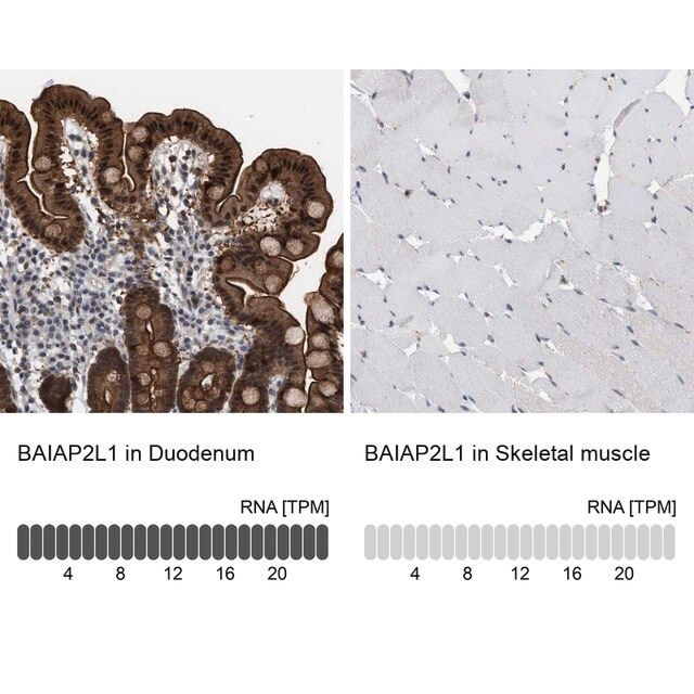 Anti-BAIAP2L1 antibody produced in rabbit