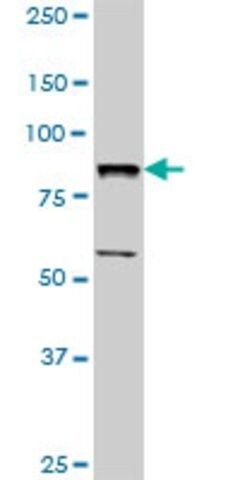 Anti-BBS7 antibody produced in rabbit