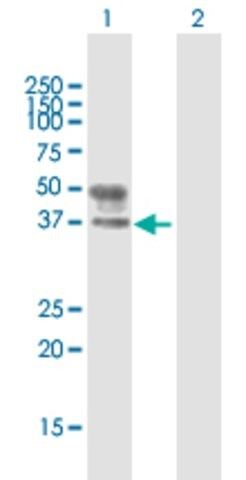 Anti-B3GNT3 antibody produced in mouse