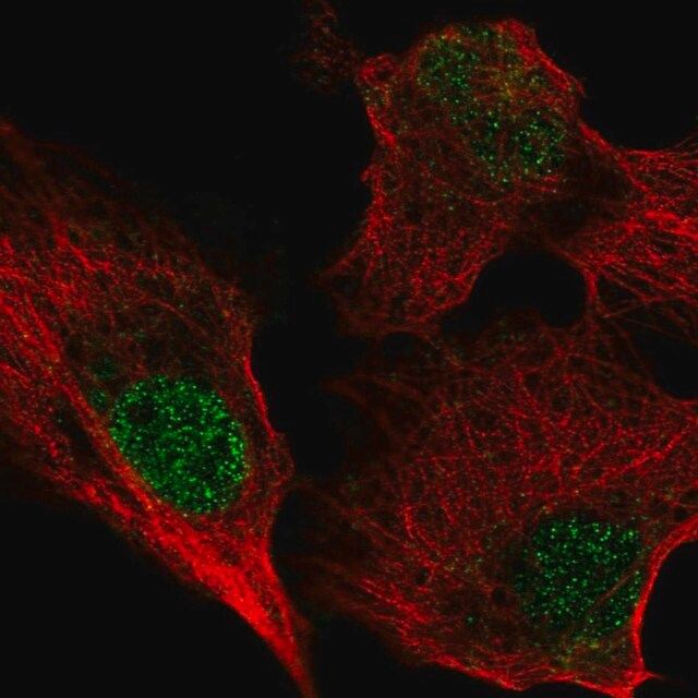 Anti-BIRC7 antibody produced in rabbit