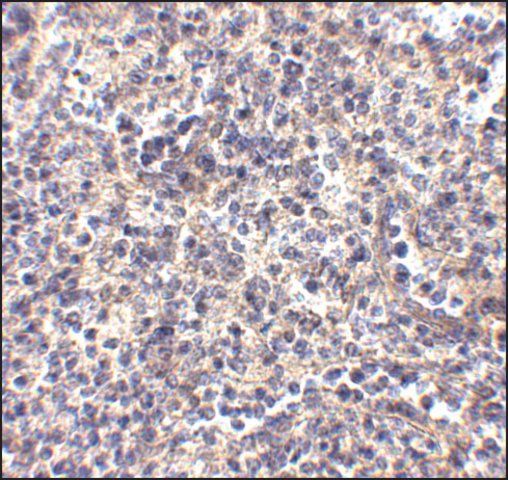 Anti-ATG5 antibody produced in chicken