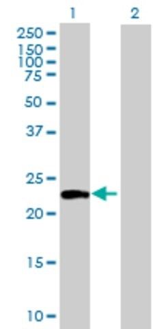 Anti-ATG12 antibody produced in mouse