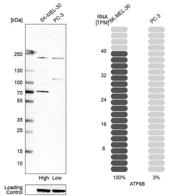 Anti-ATF6B antibody produced in rabbit