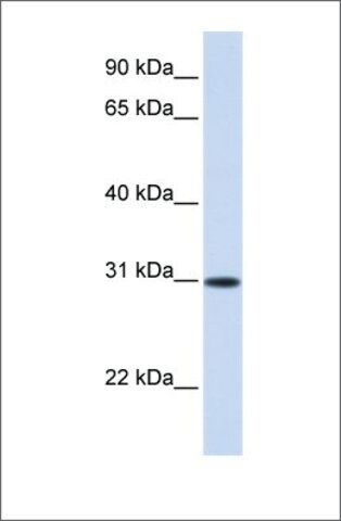 Anti-ATF5 antibody produced in rabbit