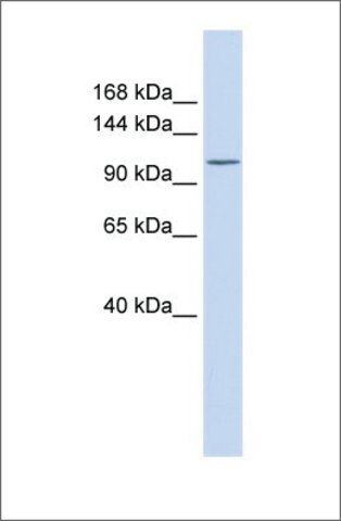 Anti-ATP2B3 (ab1) antibody produced in rabbit