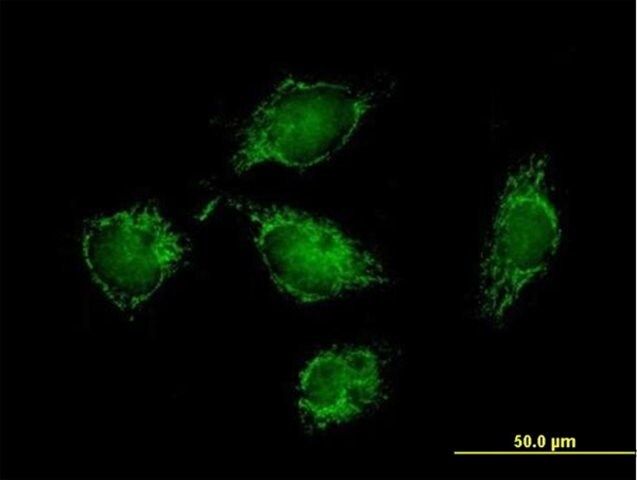 Anti-ATPIF1 antibody produced in mouse