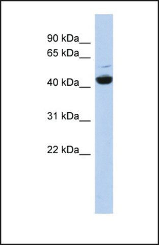 Anti-ATP6V1C1, (N-terminal) antibody produced in rabbit