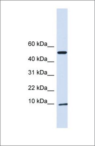 Anti-ATPIF1 antibody produced in rabbit