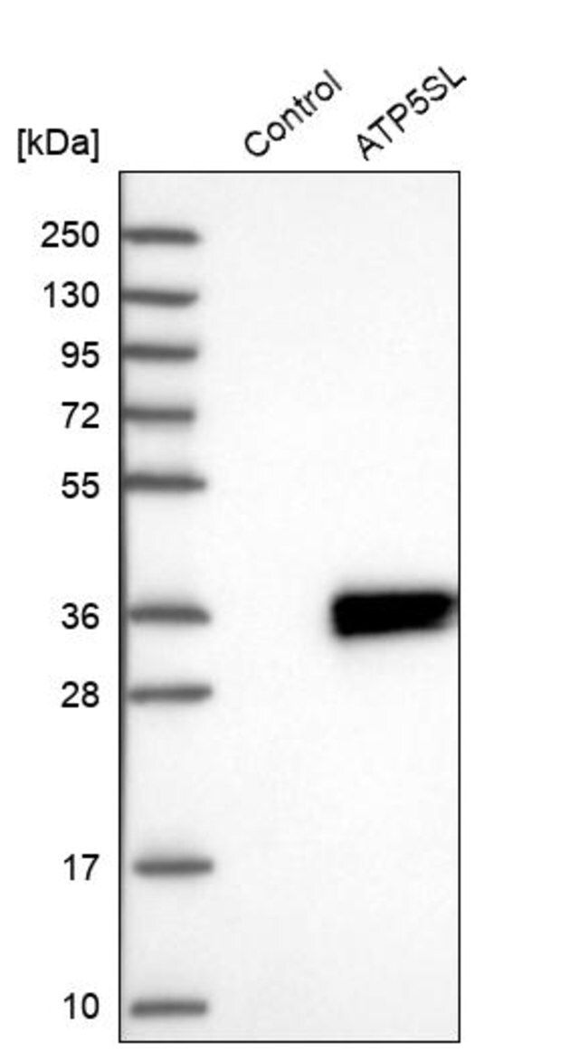 Anti-ATP5SL antibody produced in rabbit