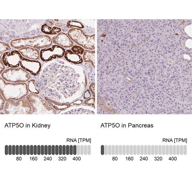 Anti-ATP5O antibody produced in rabbit