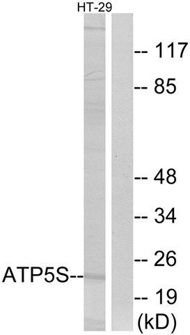 Anti-ATP5S antibody produced in rabbit