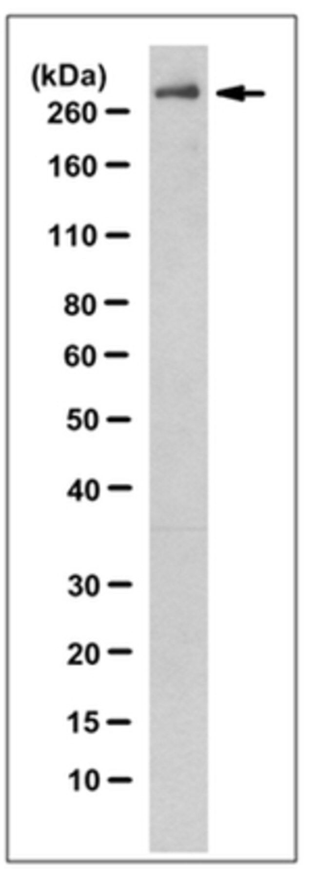 Anti-ATRX Antibody, clone 23C