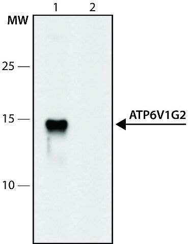 Anti-ATP6V1G2 (6-20) antibody produced in rabbit