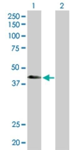 Anti-ATP6V1C2 antibody produced in rabbit