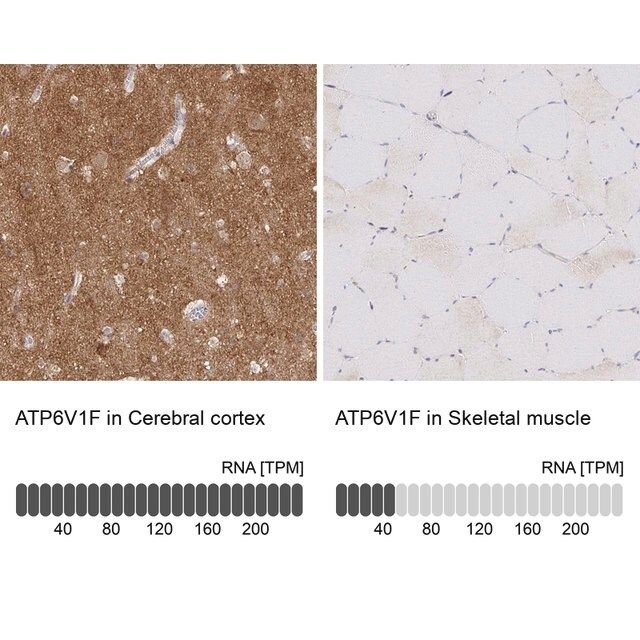 Anti-ATP6V1F antibody produced in rabbit