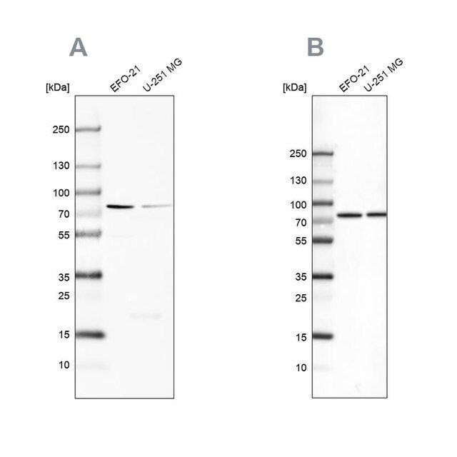 Anti-ATP6V1A antibody produced in rabbit