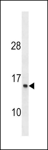 ANTI-ATP6V1G1 (C-TERM) antibody produced in rabbit