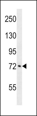 ANTI-ATXN1L (CENTER) antibody produced in rabbit