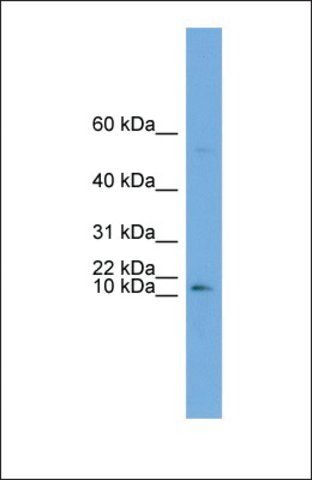 Anti-ATP6V0C antibody produced in rabbit