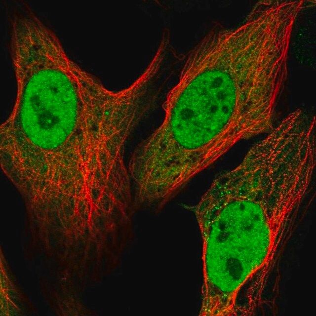 Anti-ATP6V1C1 antibody produced in rabbit