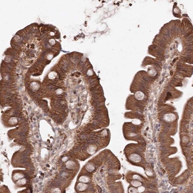 Anti-ATRNL1 antibody produced in rabbit