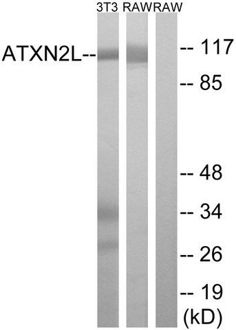 Anti-ATXN2L antibody produced in rabbit