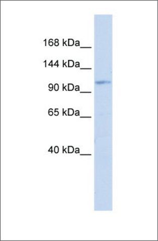 Anti-AVIL (ab2) antibody produced in rabbit