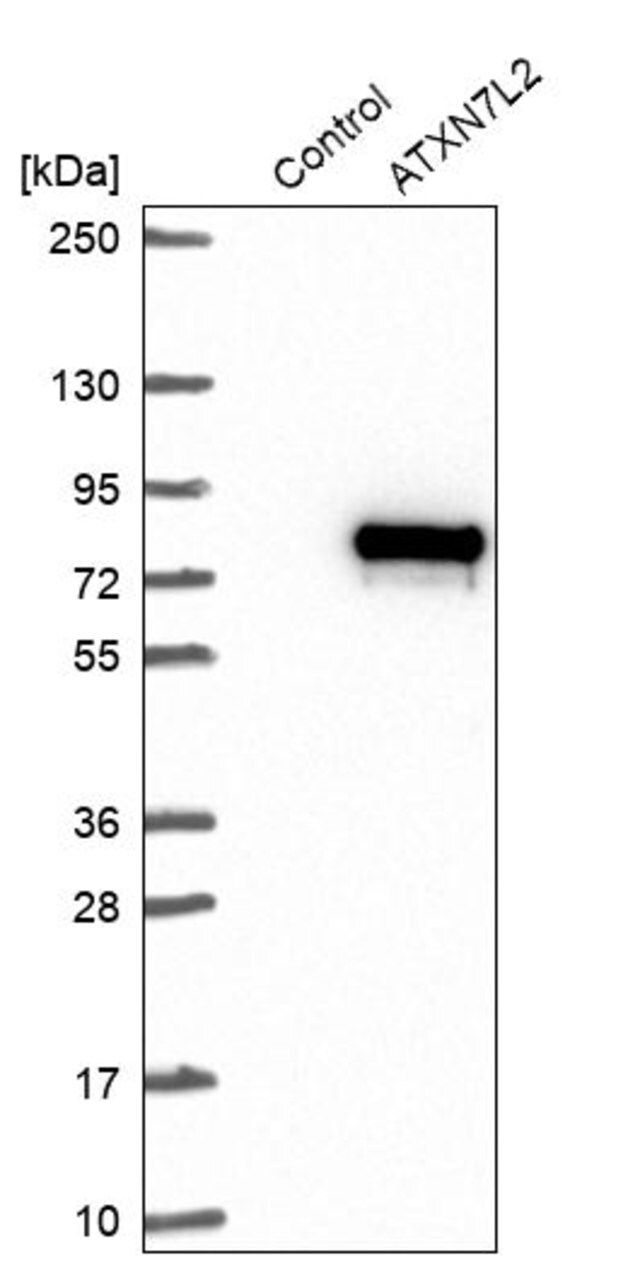 Anti-ATXN7L2 antibody produced in rabbit