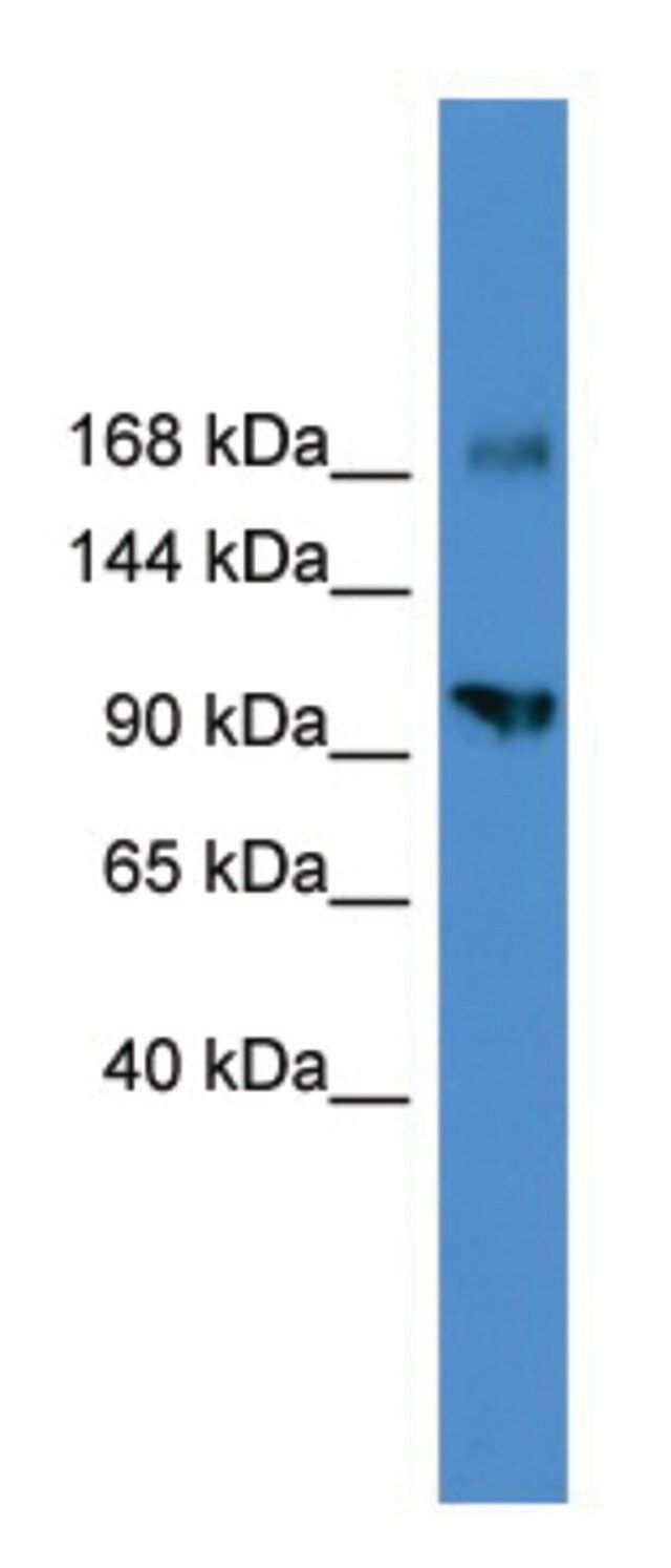 Anti-AXL (C-terminal) antibody produced in rabbit