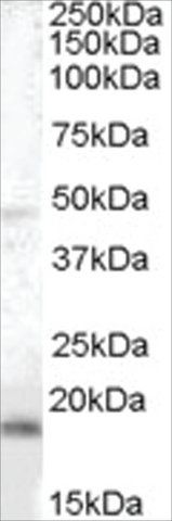 Anti-BAALC antibody produced in goat