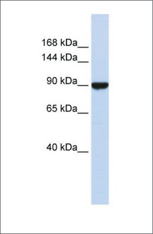 Anti-AVIL (ab1) antibody produced in rabbit