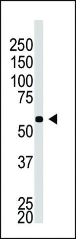 ANTI-BACE2C(C-TERMINAL) antibody produced in rabbit