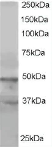 Anti-BAF53A and BAF53B antibody produced in goat