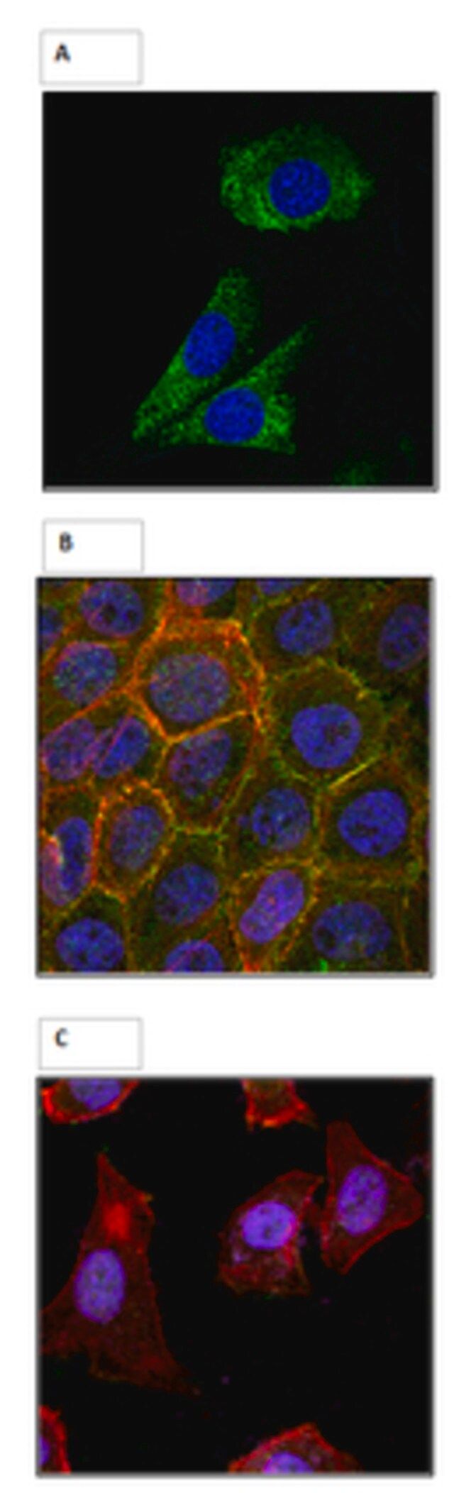 Anti-Axin2, clone cond4-1D5 Antibody