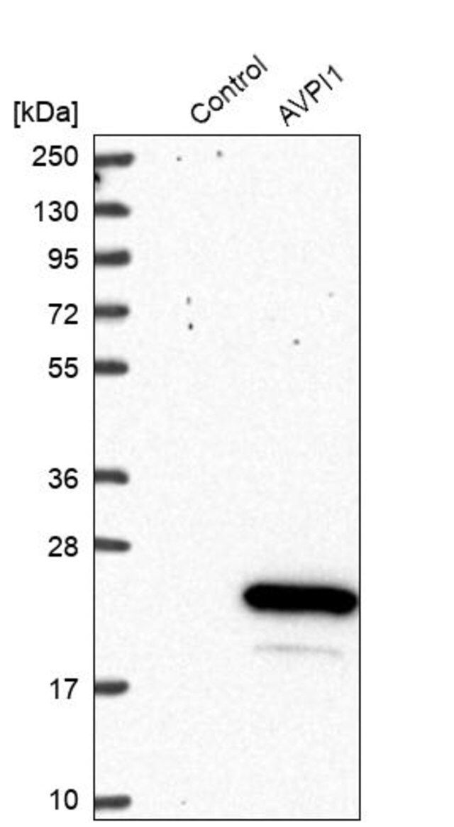 Anti-AVPI1 antibody produced in rabbit