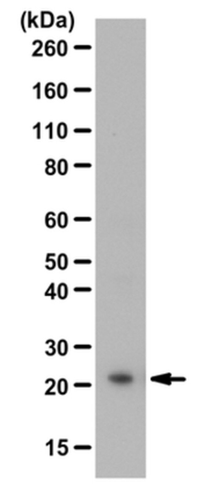 Anti-BAALC Antibody