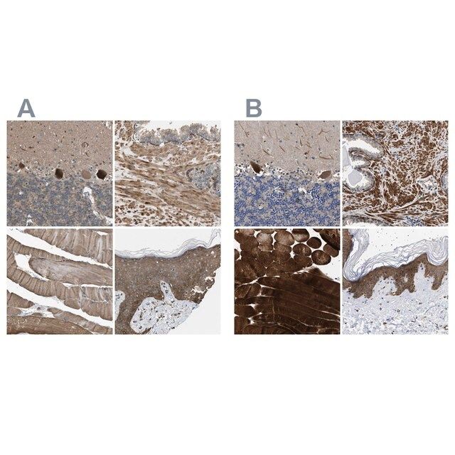 Anti-BAG3 antibody produced in rabbit