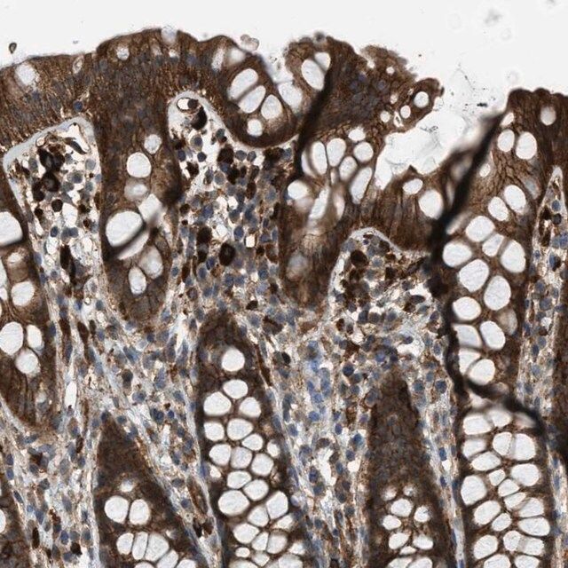 Anti-BAG4 antibody produced in rabbit