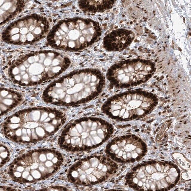 Anti-ARHGEF3 antibody produced in rabbit