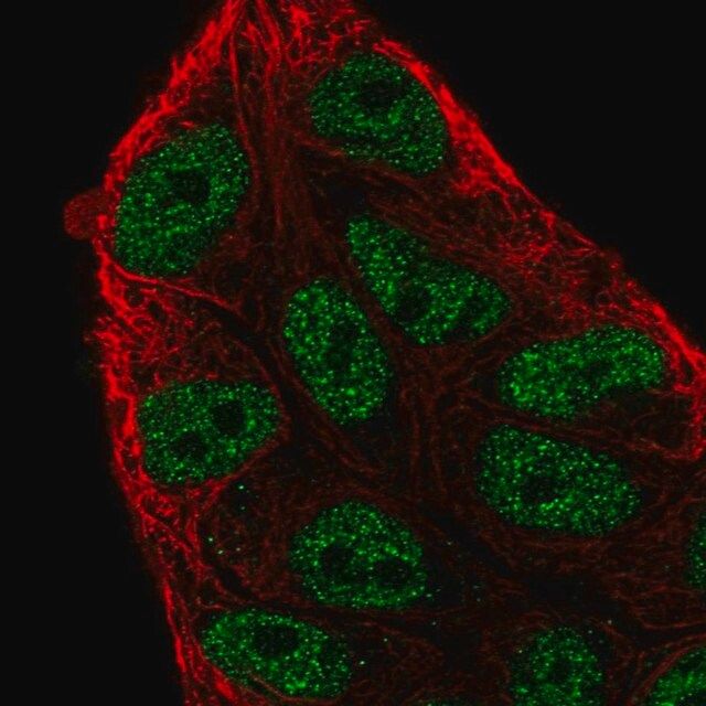 Anti-ARIH2 antibody produced in rabbit