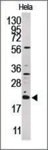 Anti-ARL1 (C-term) antibody produced in rabbit