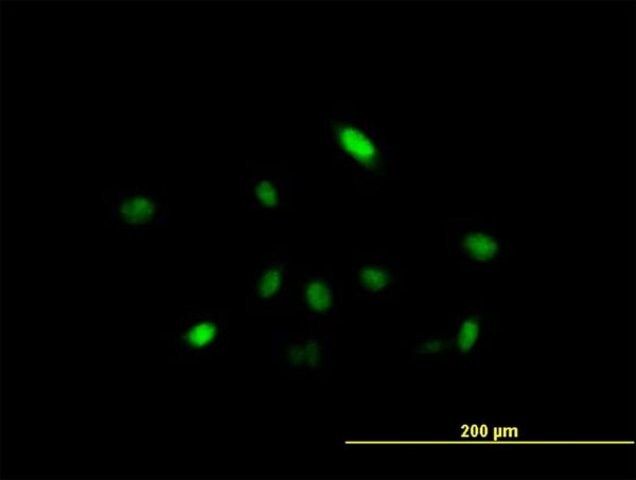 Anti-ARIH2 antibody produced in mouse