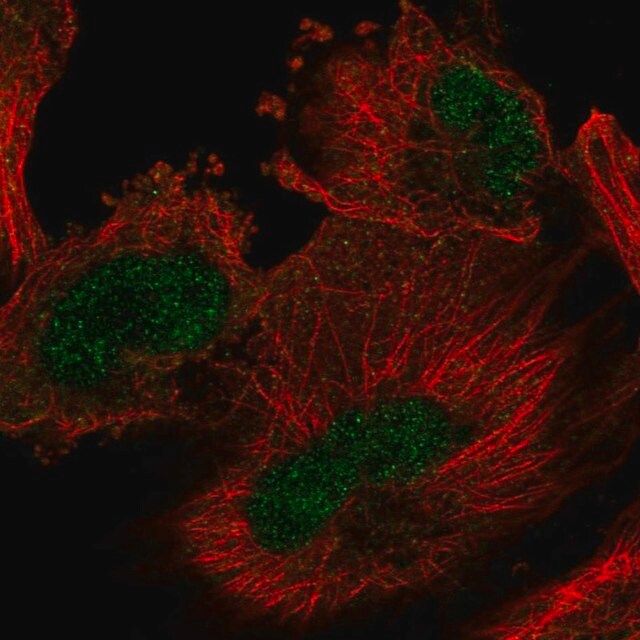 Anti-ARIH2 antibody produced in rabbit