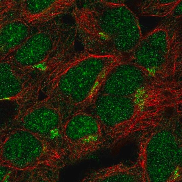 Anti-ASB13 antibody produced in rabbit