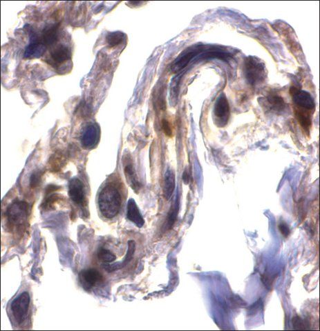 Anti-ARTS antibody produced in rabbit