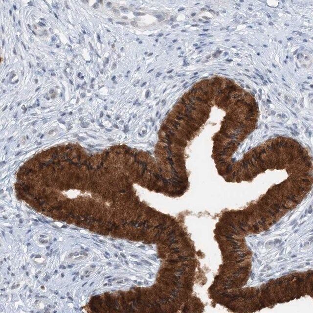 Anti-ASCL4 antibody produced in rabbit